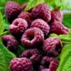 Glencoe Raspberry Plants Set - 2 Live Bushes - Edible Berries - Outdoor Plants