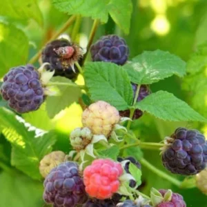 Glencoe Raspberry Plants Set - 2 Live Bushes - Edible Berries - Outdoor Plants