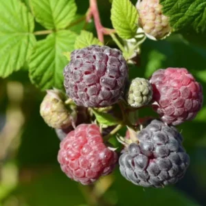 Glencoe Raspberry Plants Set - 2 Live Bushes - Edible Berries - Outdoor Plants