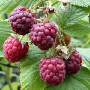 Glencoe Raspberry Plants Set - 2 Live Bushes - Edible Berries - Outdoor Plants