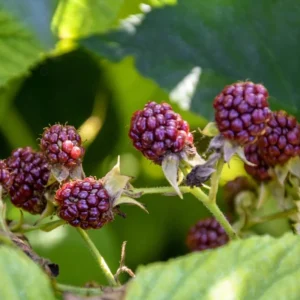 Glencoe Raspberry Plants Set - 2 Live Bushes - Edible Berries - Outdoor Plants