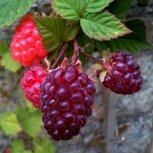 Glencoe Raspberry Plants Set - 2 Live Bushes - Edible Berries - Outdoor Plants