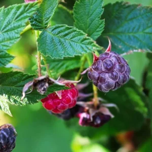 Glencoe Raspberry Plants Set - 2 Live Bushes - Edible Berries - Outdoor Plants