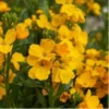 Glow Coral Erysimum Cheiranthoides Wormseed Wallflower Plant Healthy Starter Plug