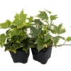 Gold Child English Ivy - 3 Inch Pots - Groundcover House Plant - 2 Pack - Sun/Shade
