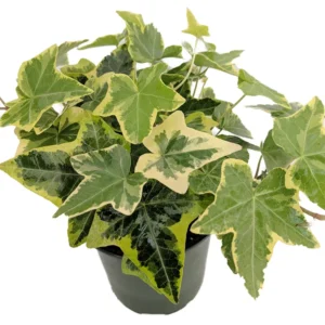 Gold Child English Ivy - 3 Inch Pots - Groundcover House Plant - 2 Pack - Sun/Shade