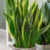 Gold Flame Snake Plant 4" Pot - Sanseveria Easy Care Houseplant