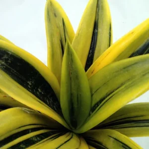 Gold Flame Snake Plant 4" Pot - Sanseveria Easy Care Houseplant