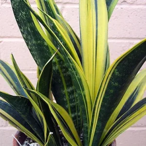 Gold Flame Snake Plant 4
