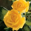 Gold Glow Rose Tree Live Plant - Tall Yellow Hybrid Tea Flower