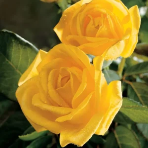 Gold Glow Rose Tree Live Plant - Tall Yellow Hybrid Tea Flower