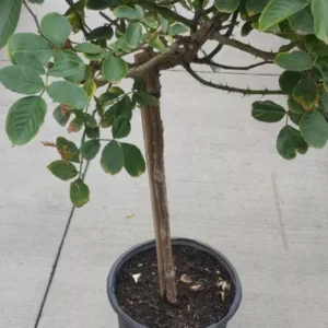 Gold Glow Rose Tree Live Plant - Tall Yellow Hybrid Tea Flower