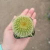 Golden Ball Cactus Plant Parodia Leninghausii - Yellow Tower Cactus 2 Inch Pot