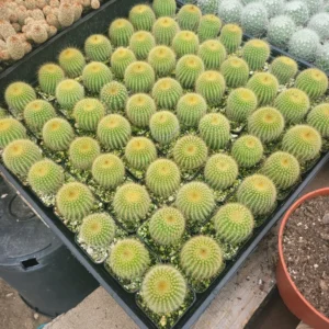 Golden Ball Cactus Plant Parodia Leninghausii - Yellow Tower Cactus 2 Inch Pot
