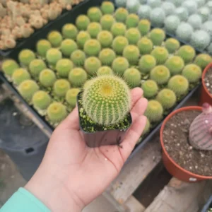 Golden Ball Cactus Plant Parodia Leninghausii - Yellow Tower Cactus 2 Inch Pot
