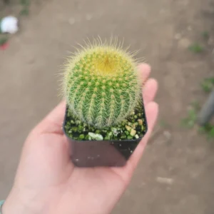 Golden Ball Cactus Plant Parodia Leninghausii - Yellow Tower Cactus 2 Inch Pot