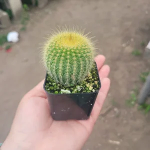 Golden Ball Cactus Plant Parodia Leninghausii - Yellow Tower Cactus 2 Inch Pot