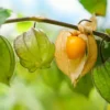 Golden Berry Physalis edulis Live Plant 30 to 36" Height in 2 Gal Pot