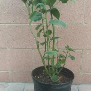 Golden Berry Physalis edulis Live Plant 30 to 36