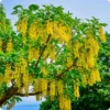 Golden Chain Tree Laburnum Anagyroides Potted Tree 18-30 Inches Yellow Vine