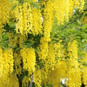 Golden Chain Tree Laburnum Anagyroides Potted Tree 18-30 Inches Yellow Vine