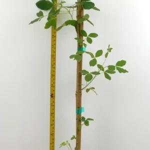 Golden Chain Tree Laburnum Anagyroides Potted Tree 18-30 Inches Yellow Vine