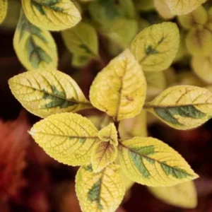 Golden Lemon Swedish Ivy Plant - Plectranthus 2.5