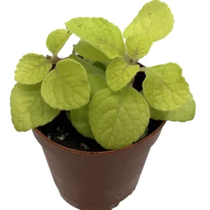 Golden Lemon Swedish Ivy Plant - Plectranthus 2.5" Pot - Fragrant Foliage