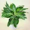 Golden Madonna Chinese Evergreen Aglaonema Plant 4.5" Pot Indoor Decor