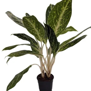Golden Madonna Chinese Evergreen Aglaonema Plant 4.5" Pot Indoor Decor