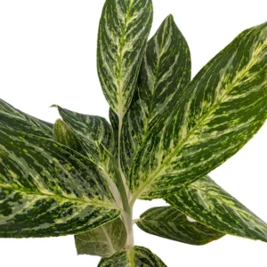 Golden Madonna Chinese Evergreen Aglaonema Plant 4.5