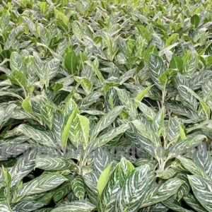 Golden Madonna Chinese Evergreen Aglaonema Plant 4.5