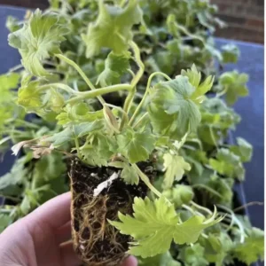 Golden Queen Trollius Globe Flower Ranunculus Plant - Easy to Grow Cut Flower Perennial