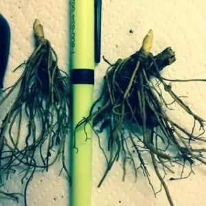 Golden Seal Roots Hydrastis Canadensis - 10 Bare Root Plants - Herbal Remedy