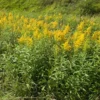 Goldenrod Plants 15 Pack - Solidago Bare Root Perennial Wildflower Transplants for Monarch Butterflies