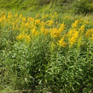 Goldenrod Plants 15 Pack - Solidago Bare Root Perennial Wildflower Transplants for Monarch Butterflies