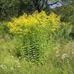 Goldenrod Plants 15 Pack - Solidago Bare Root Perennial Wildflower Transplants for Monarch Butterflies