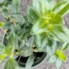 Goldfish Plant Nematanthus - 5-7" Height - 4" Pot - Indoor Flowering Plant