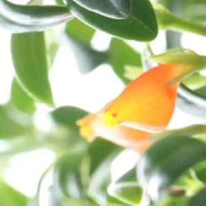 Goldfish Plant Nematanthus - 5-7" Height - 4" Pot - Indoor Flowering Plant