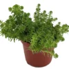 Goldmoss Sedum - Stonecrop Succulent - 2.5 Inch Pot - Ground Cover Plant