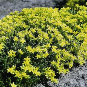 Goldmoss Sedum - Stonecrop Succulent - 2.5 Inch Pot - Ground Cover Plant