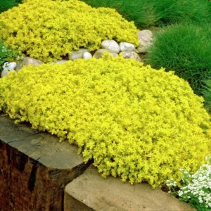 Goldmoss Sedum - Stonecrop Succulent - 2.5 Inch Pot - Ground Cover Plant