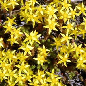 Goldmoss Sedum - Stonecrop Succulent - 2.5 Inch Pot - Ground Cover Plant