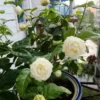 Grand Duke Jasmine Plant - Fragrant Arabian Jasmine Shrub - 1 Feet Tall - 3.5 Inch Pot