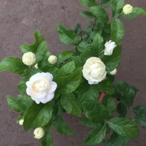 Grand Duke Jasmine Plant - Fragrant Arabian Jasmine Shrub - 1 Feet Tall - 3.5 Inch Pot