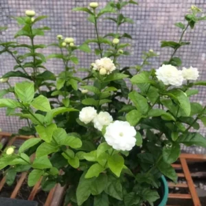 Grand Duke Jasmine Plant - Fragrant Arabian Jasmine Shrub - 1 Feet Tall - 3.5 Inch Pot