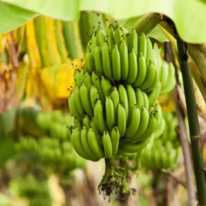 Grand Nain Banana Plant Live - 4 to 6 Inch Tall - Outdoor Cold Hardy Banana Plant