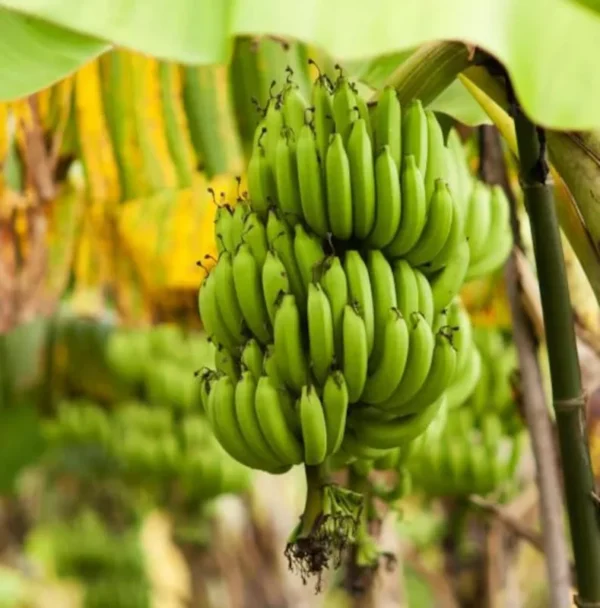 Grand Nain Banana Plant Live - 4 to 6 Inch Tall - Outdoor Cold Hardy Banana Plant