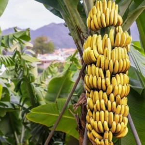 Grand Nain Banana Plant Live - 4 to 6 Inch Tall - Outdoor Cold Hardy Banana Plant