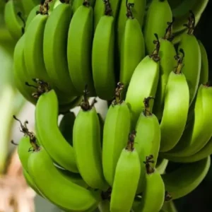 Grand Nain Banana Plant Live - 4 to 6 Inch Tall - Outdoor Cold Hardy Banana Plant